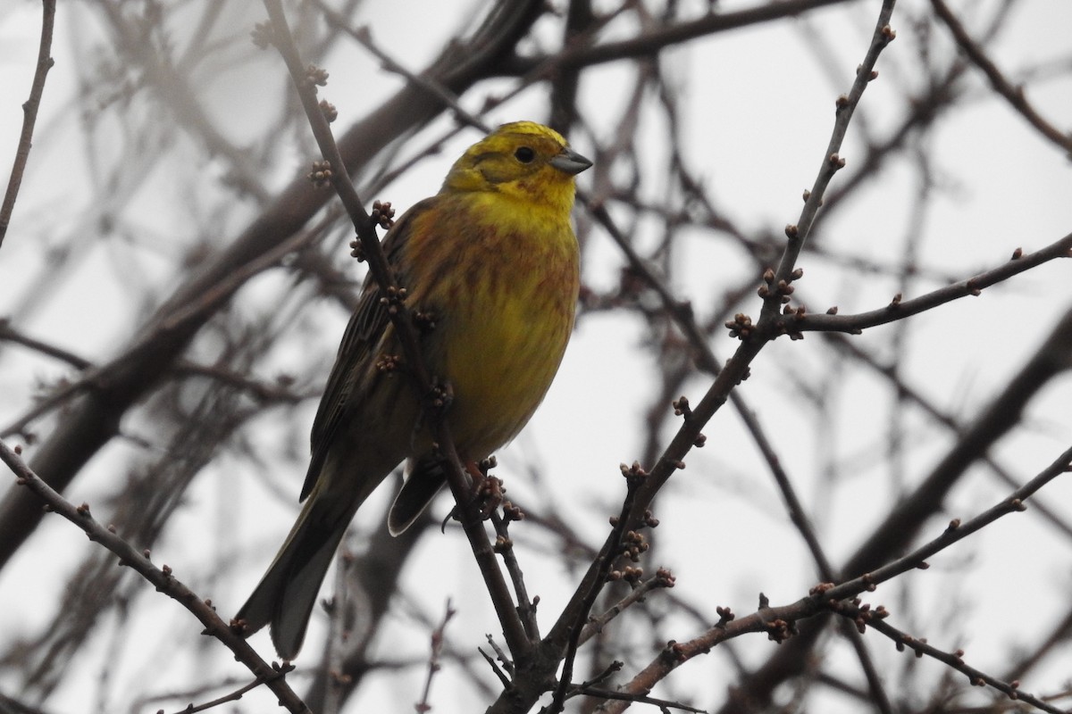 Алтан хөмрөг - ML615043427