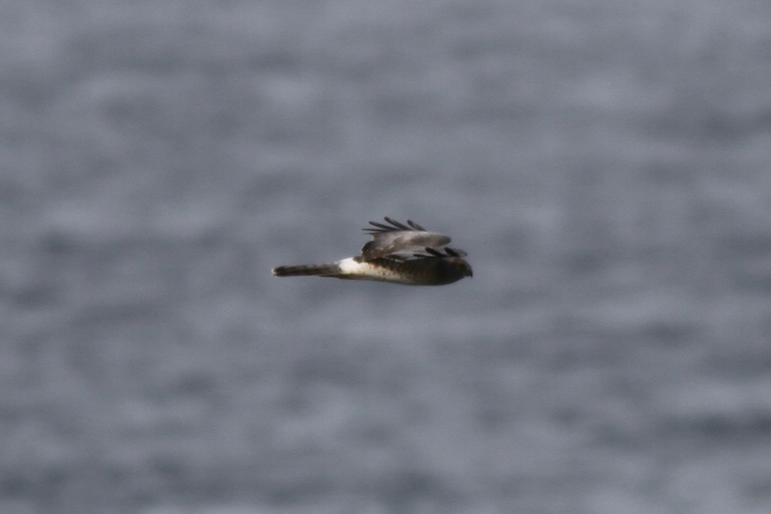 Northern Harrier - ML615043444
