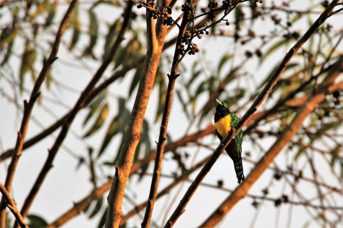 African Emerald Cuckoo - ML615043460