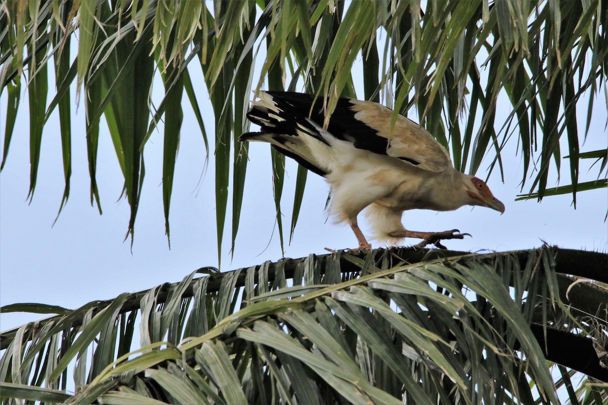 Palm-nut Vulture - ML615043466