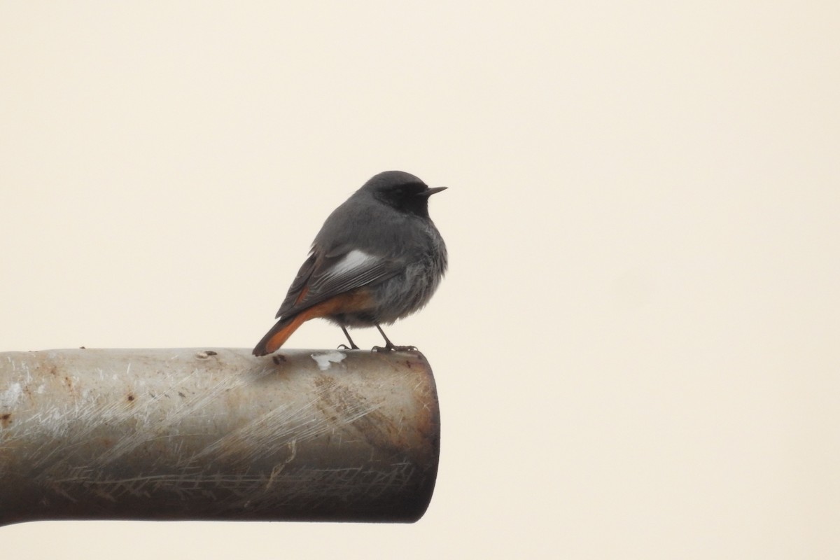 Мойлон гал сүүлт - ML615043469