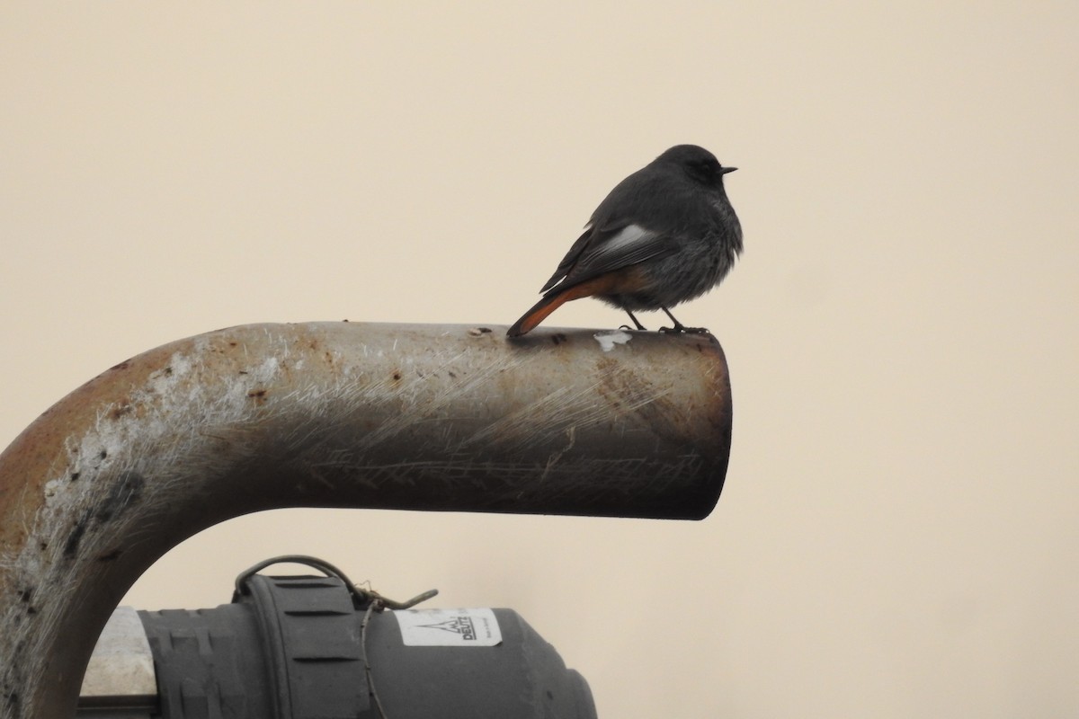 Мойлон гал сүүлт - ML615043489