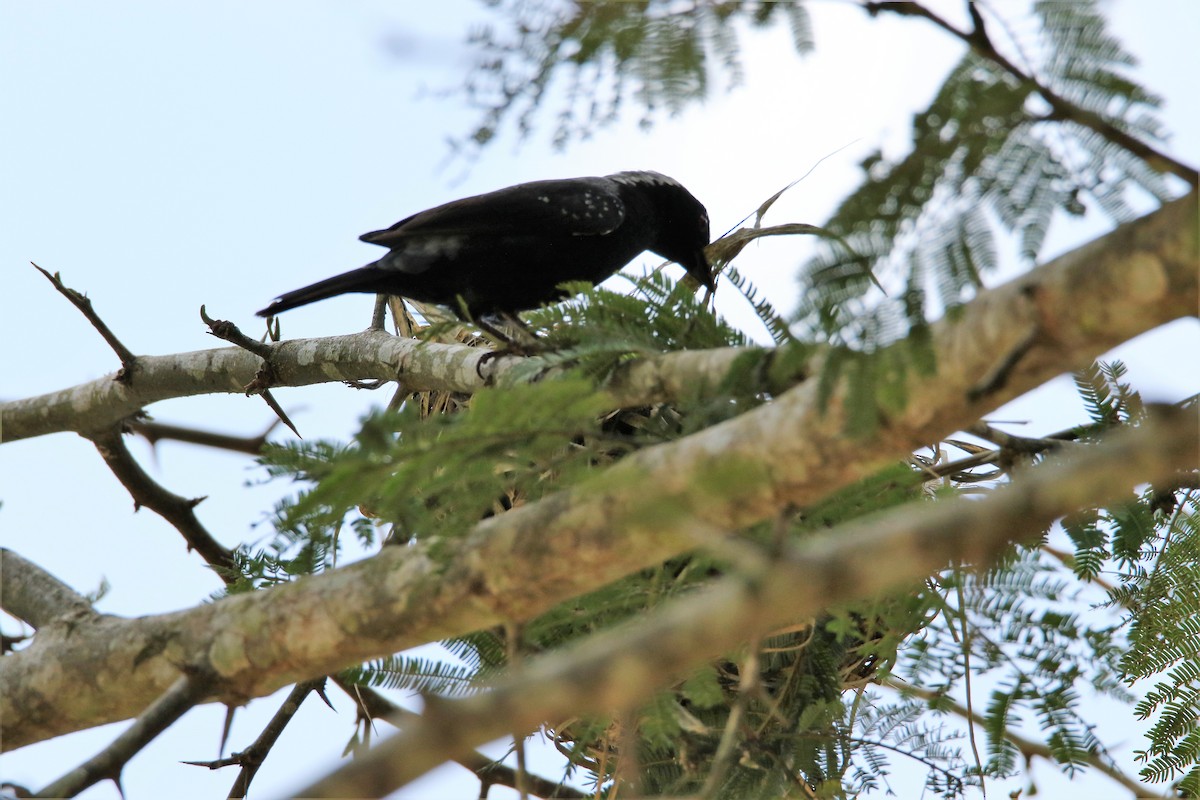 Negrita Canosa - ML615043502