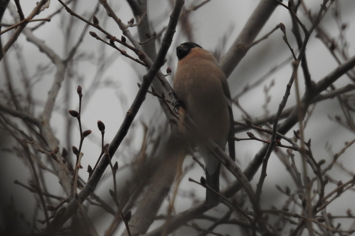 Eurasian Bullfinch (Eurasian) - ML615043533