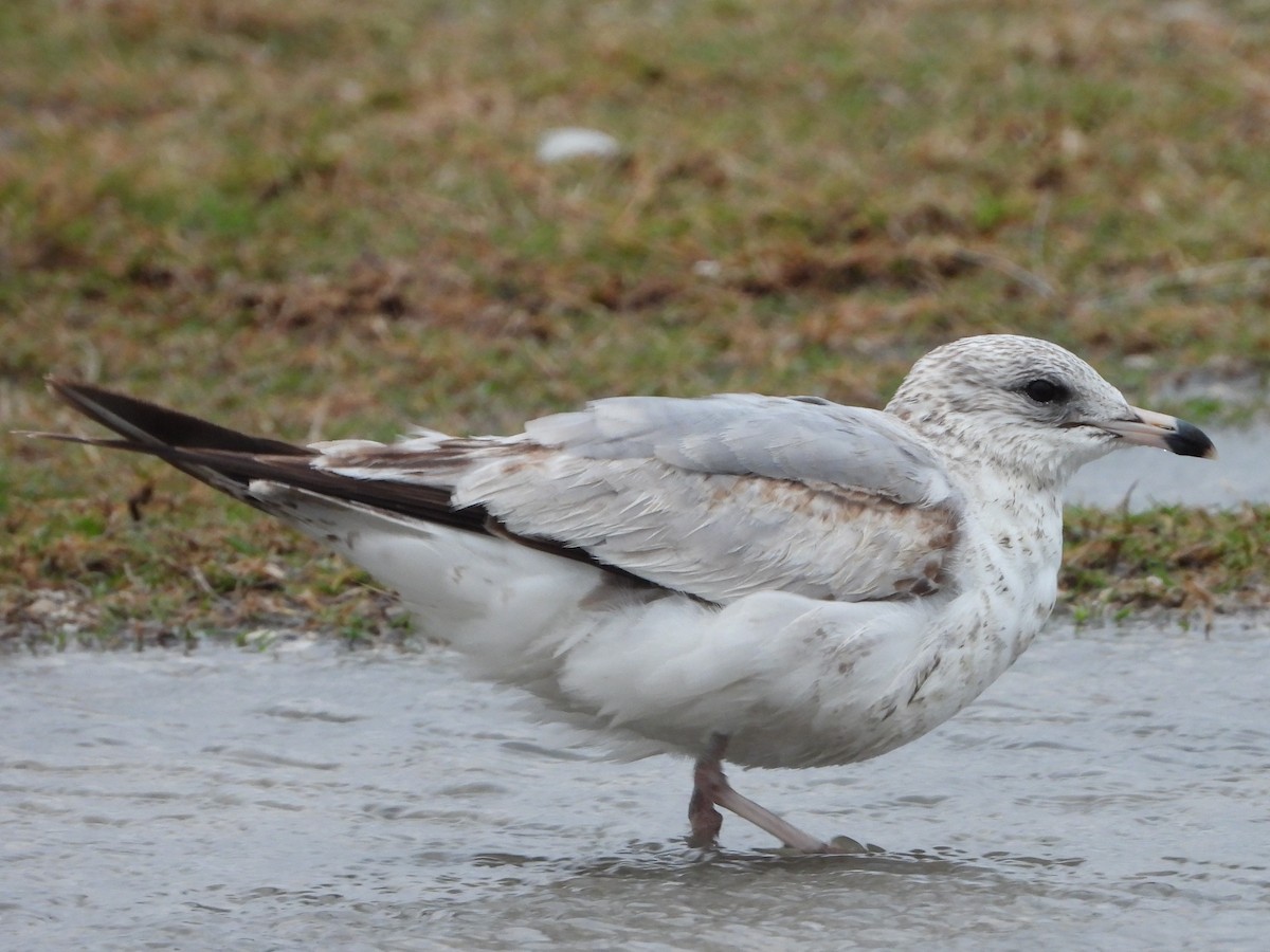 Ring-billed Gull - Vickie Amburgey