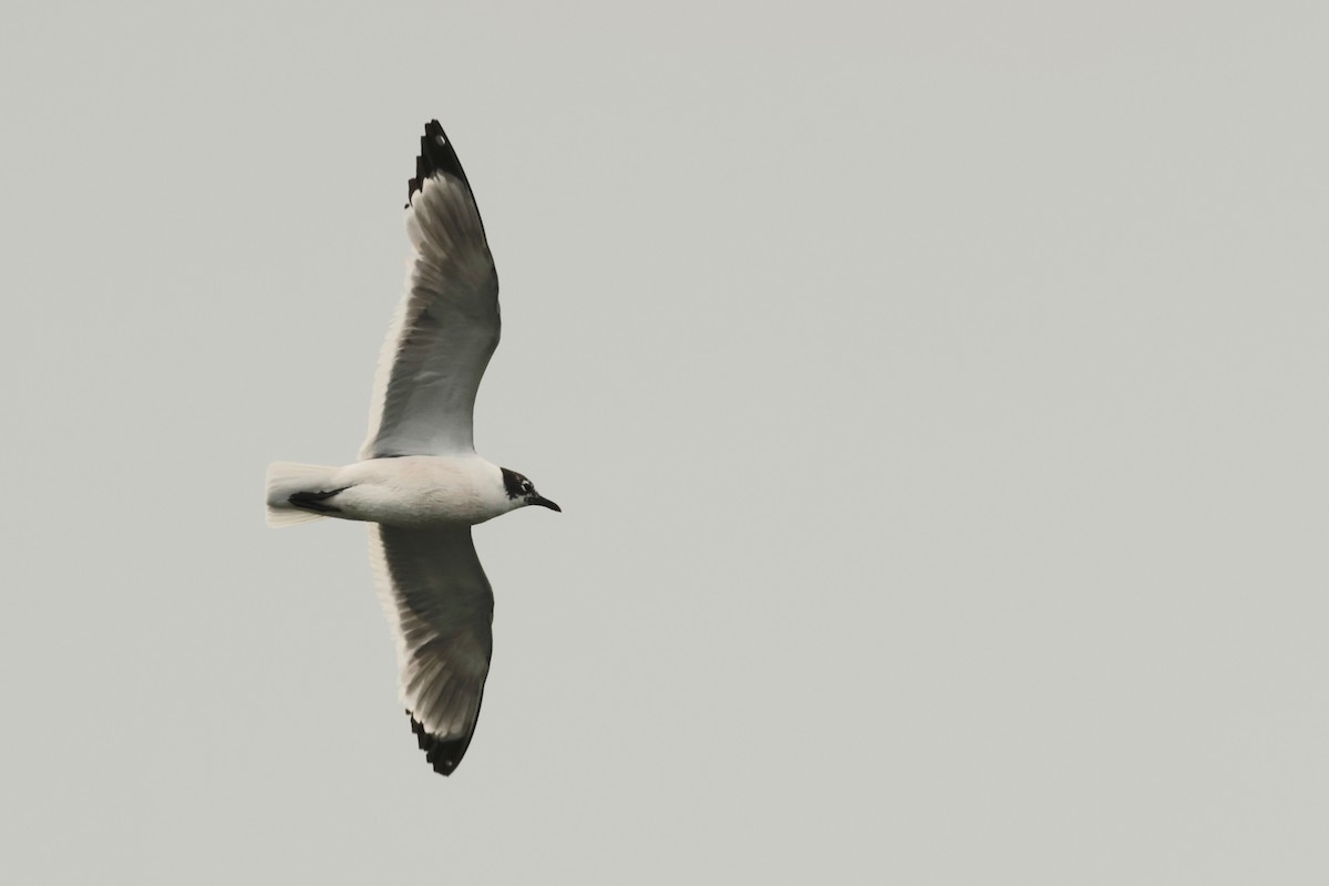 Franklin's Gull - Garret Skead