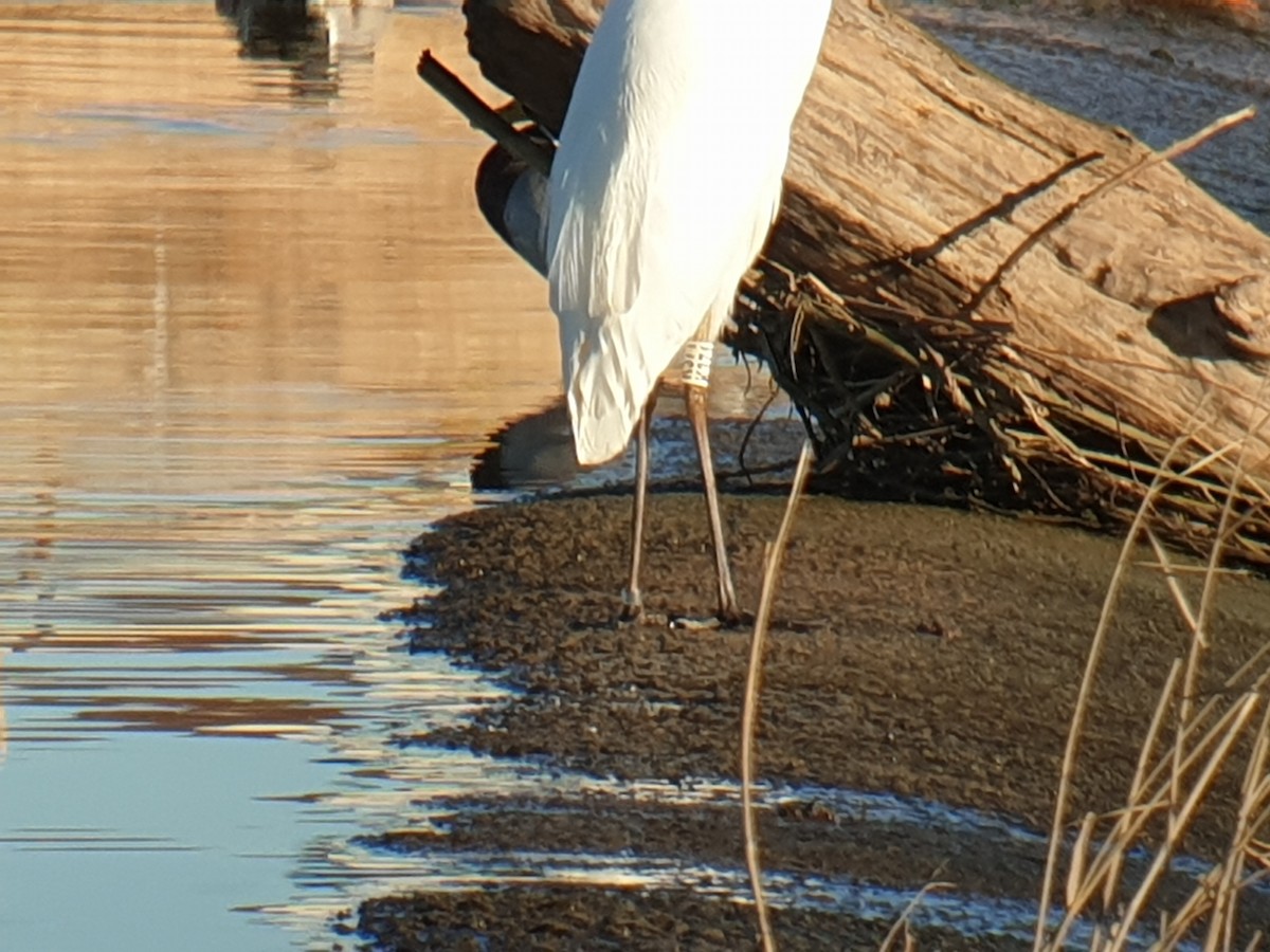 Great Egret - Francisco Javier Calvo lesmes