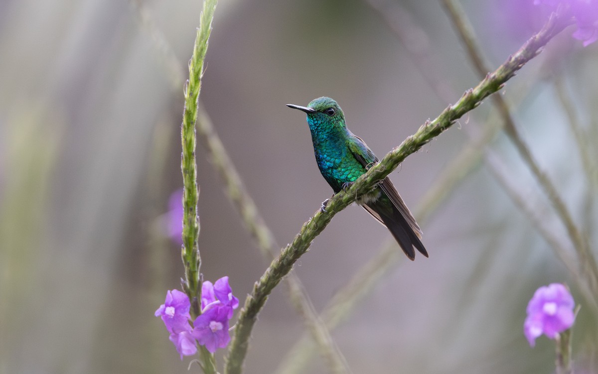 kolibřík zahradní - ML615043608