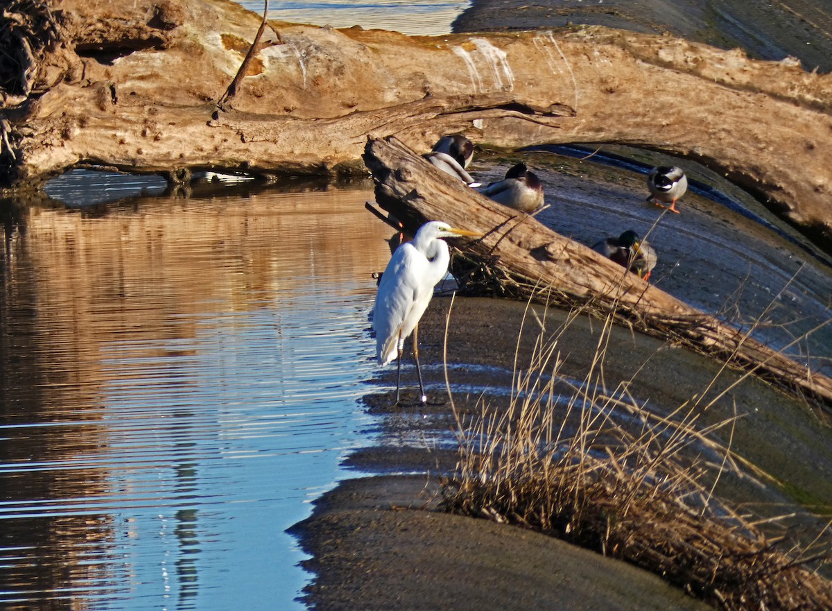 Great Egret - Francisco Javier Calvo lesmes