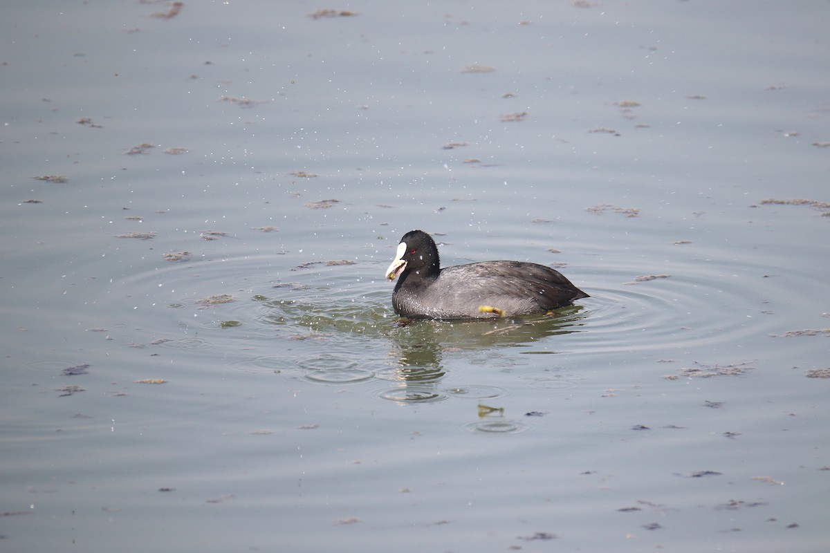 Eurasian Coot - ML615043662