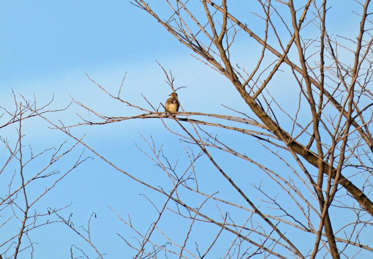 Meadow Pipit - Francisco Javier Calvo lesmes