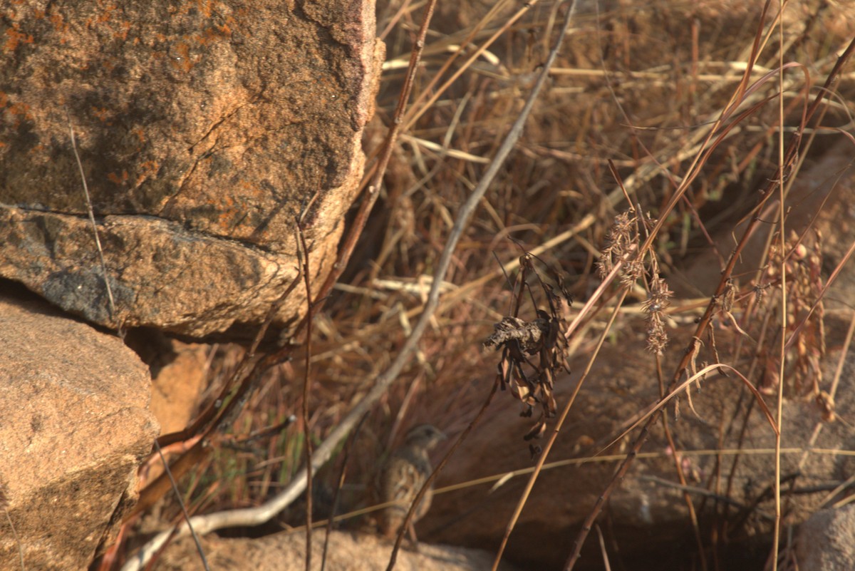 old world quail sp. - ML615043744