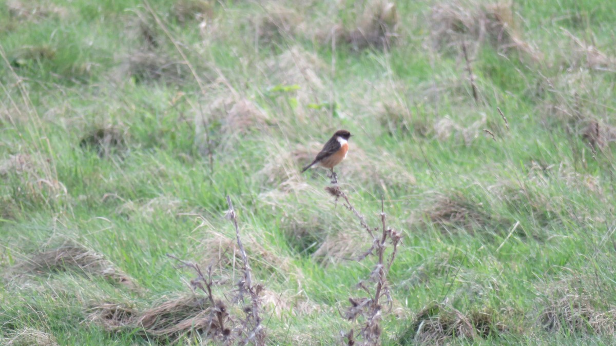 European Stonechat - ML615043773