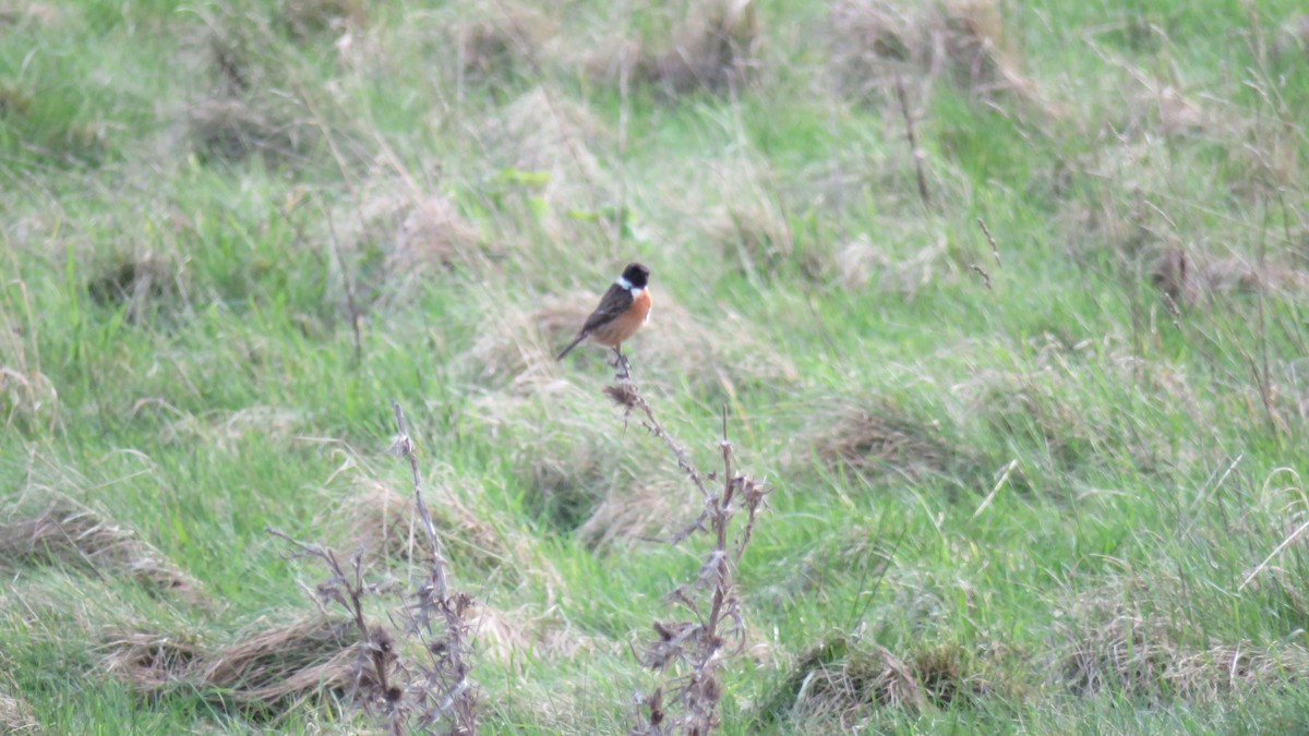 European Stonechat - ML615043774