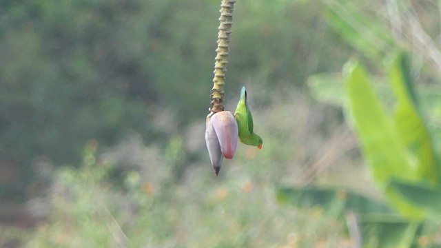 Vernal Hanging-Parrot - ML615043805