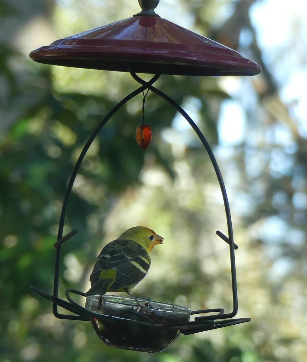 Western Tanager - ML615043816