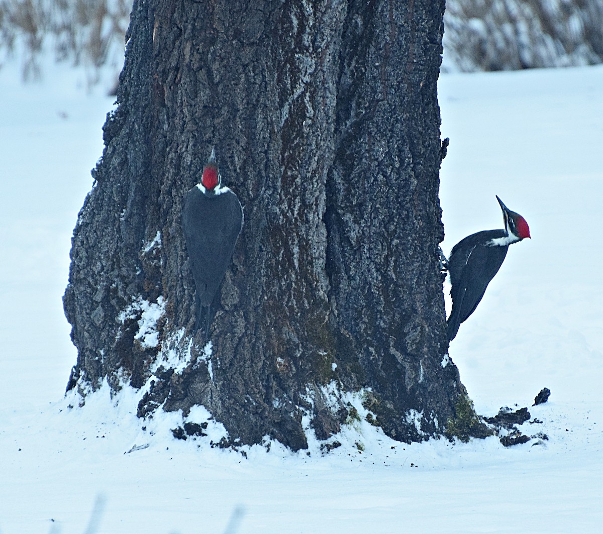 Pileated Woodpecker - ML615043823