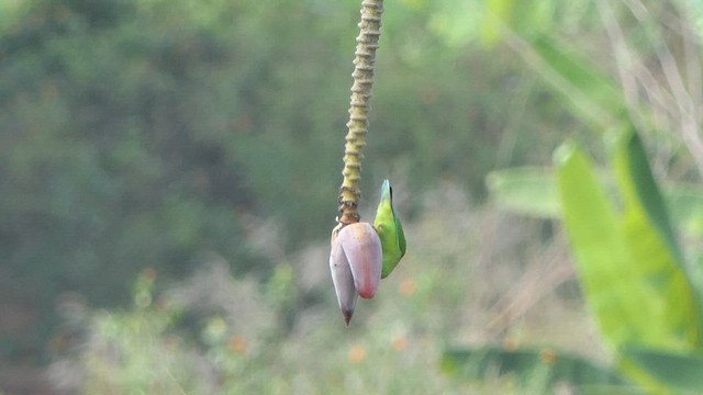 Vernal Hanging-Parrot - ML615043827