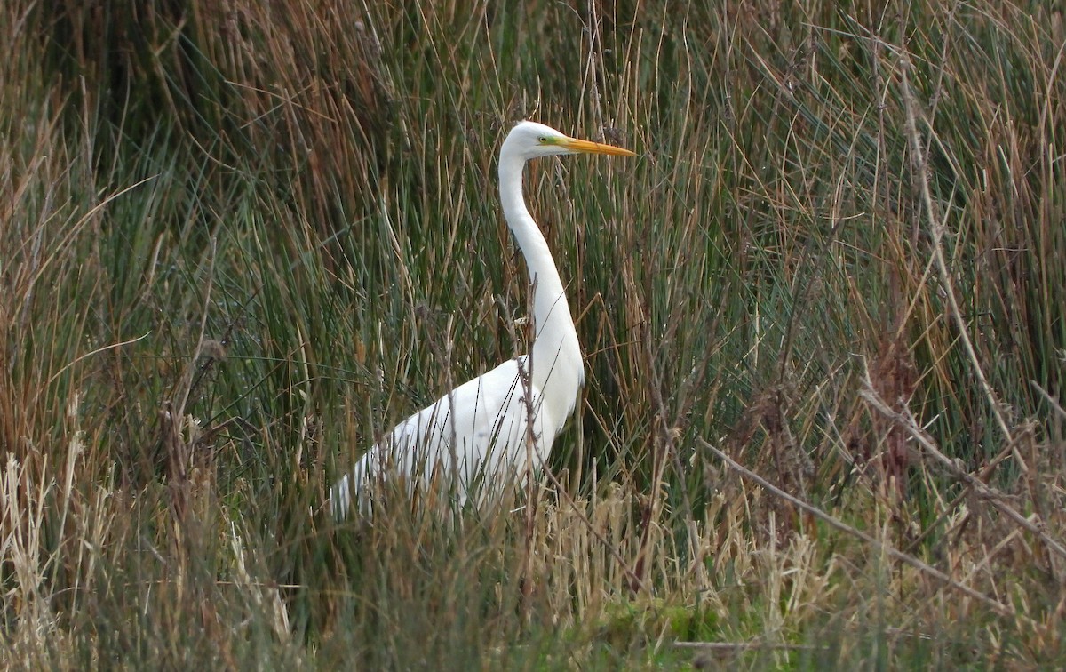Great Egret - ML615043841