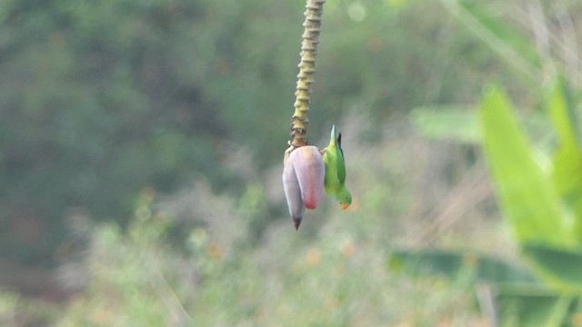 Vernal Hanging-Parrot - ML615043865