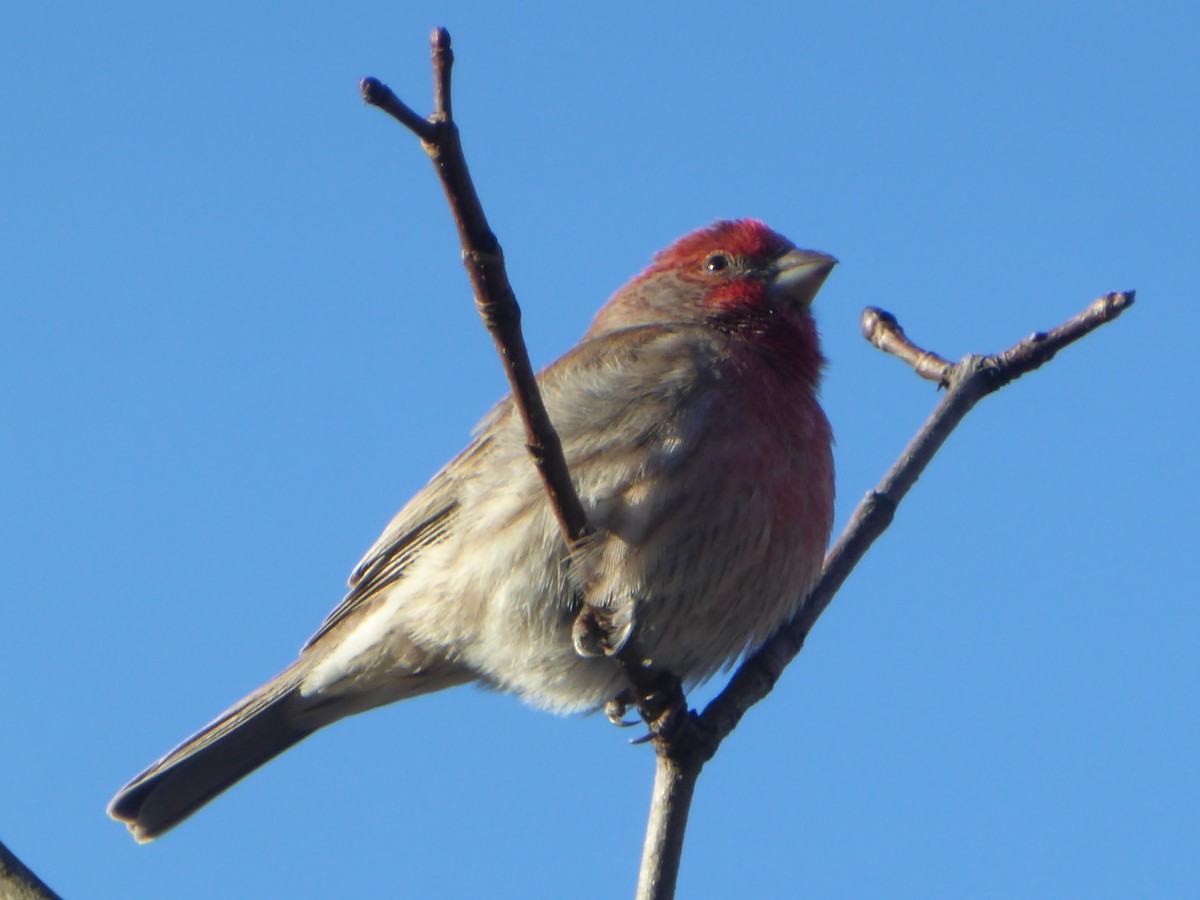 House Finch - ML615043988