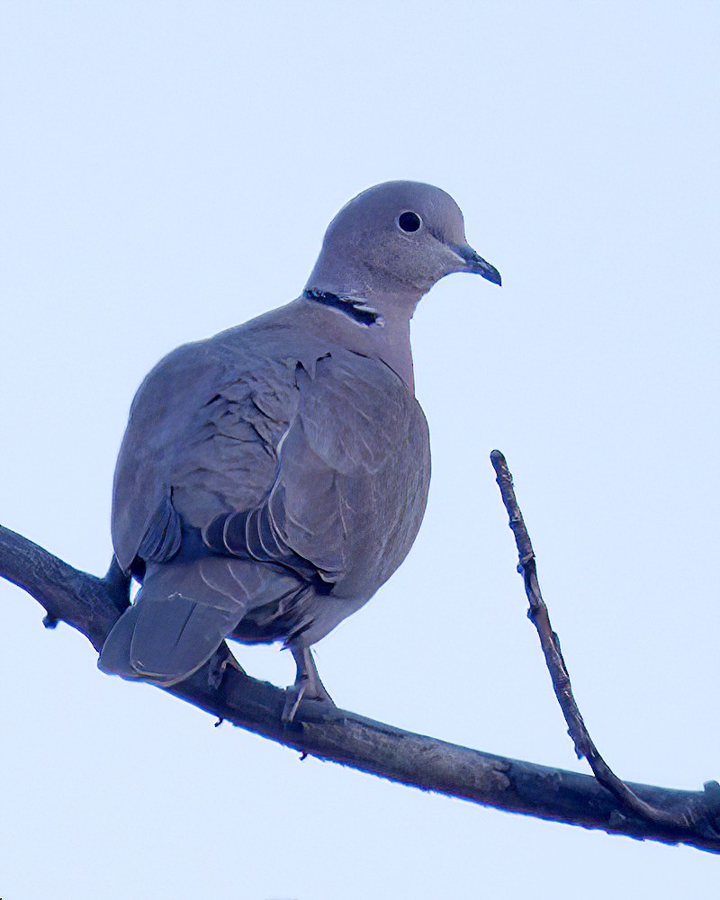 Eurasian Collared-Dove - ML615043989