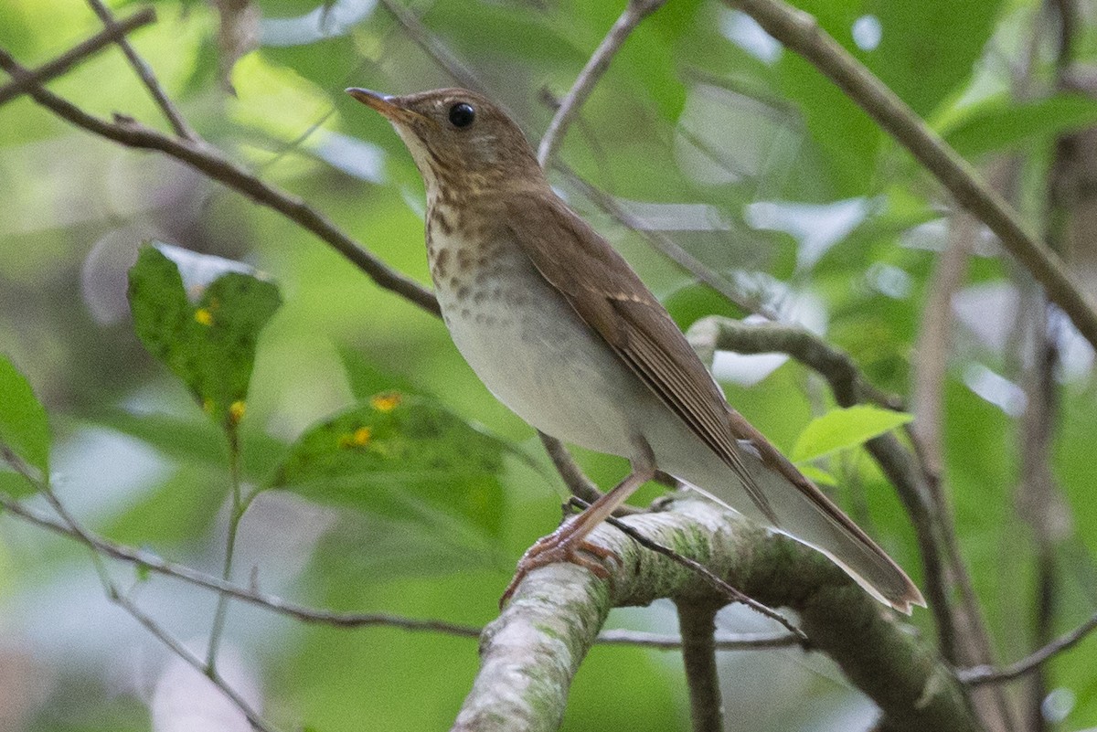 Veery - ML615044011