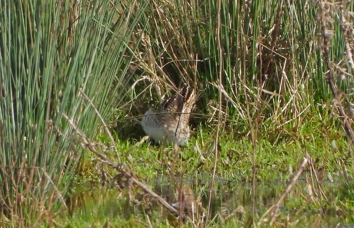 Common Snipe - ML615044015