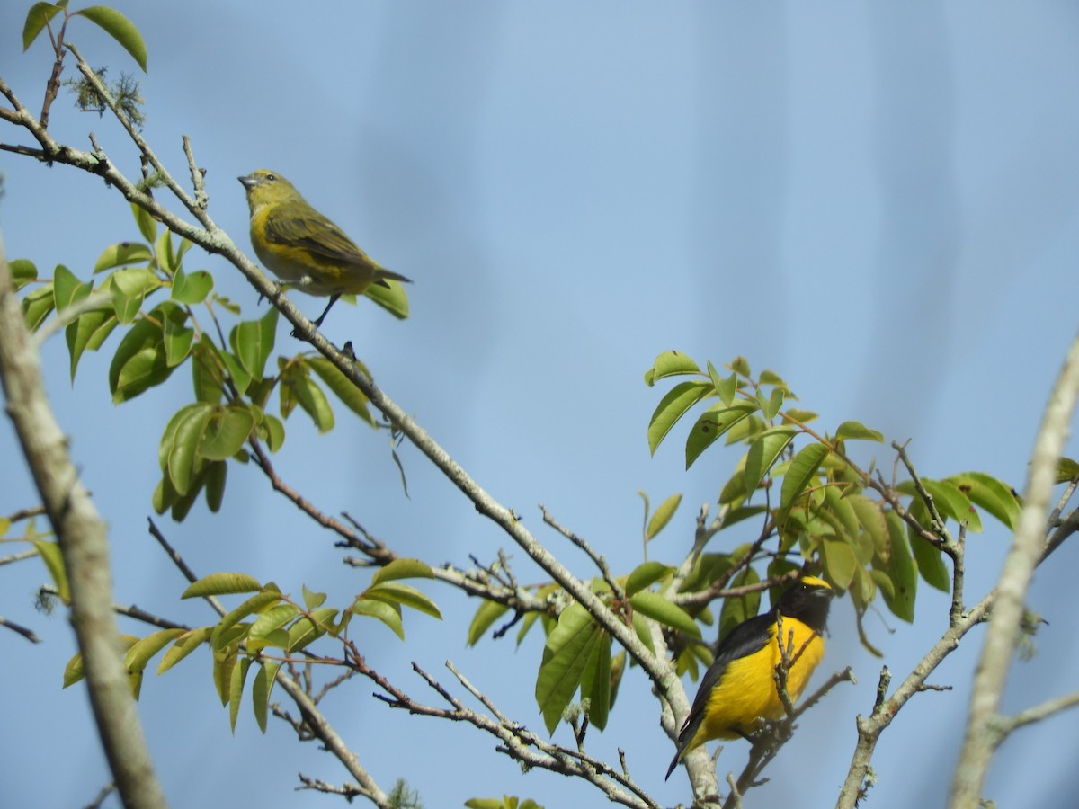 Purple-throated Euphonia - ML615044049