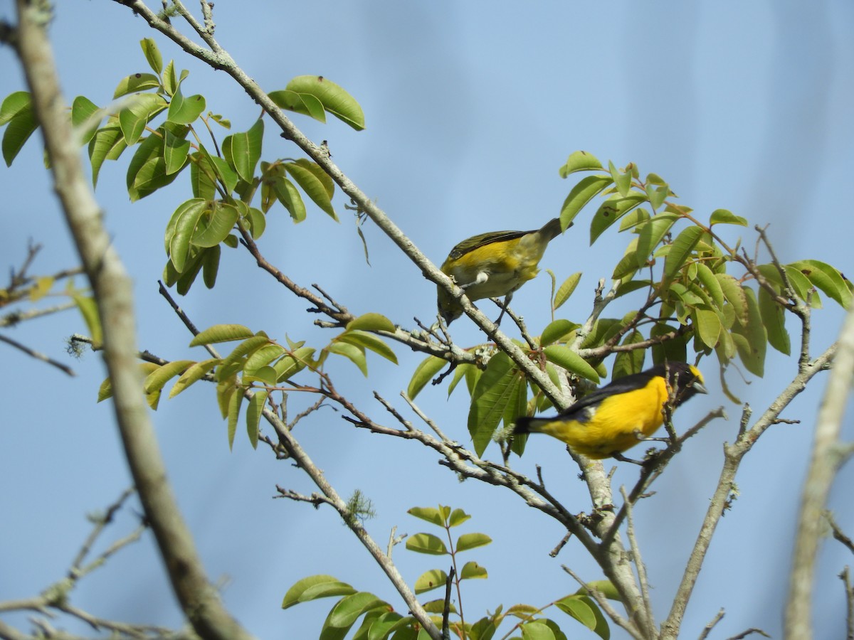 Purple-throated Euphonia - ML615044051