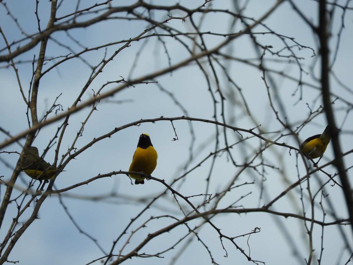 Purple-throated Euphonia - ML615044052