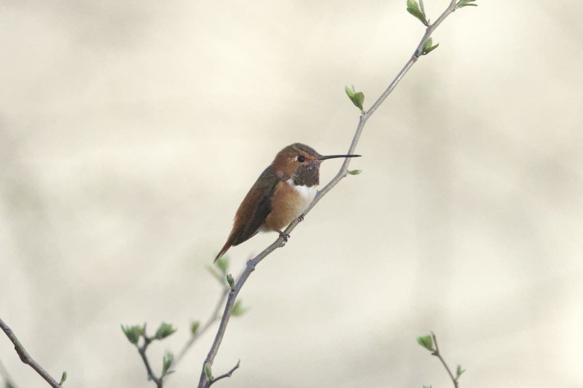 Colibrí Rufo - ML615044054