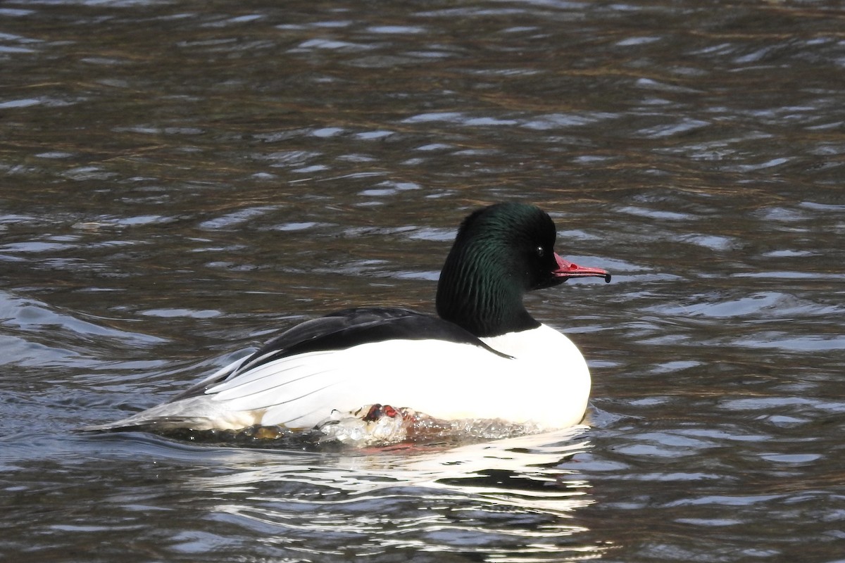 Common Merganser - ML615044065