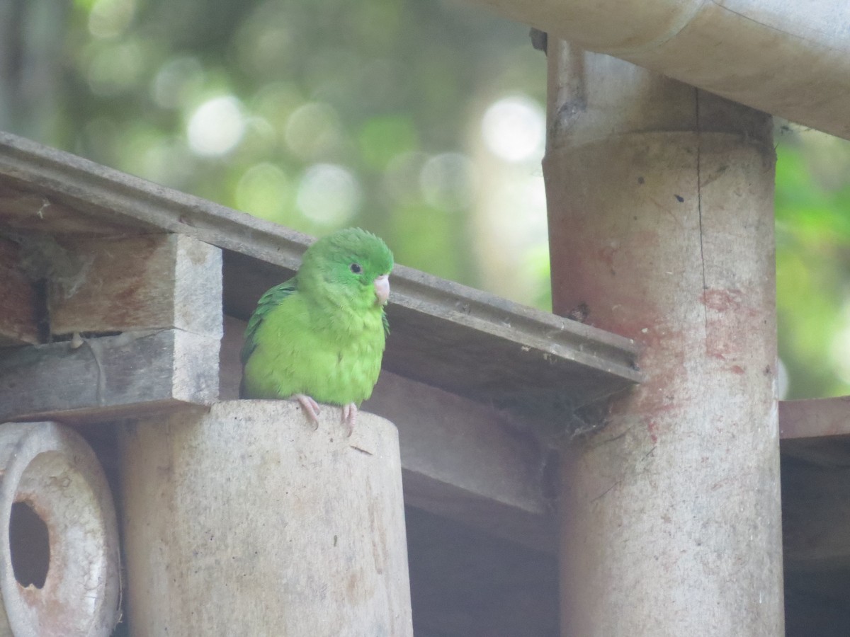 アオメルリハシインコ - ML615044073