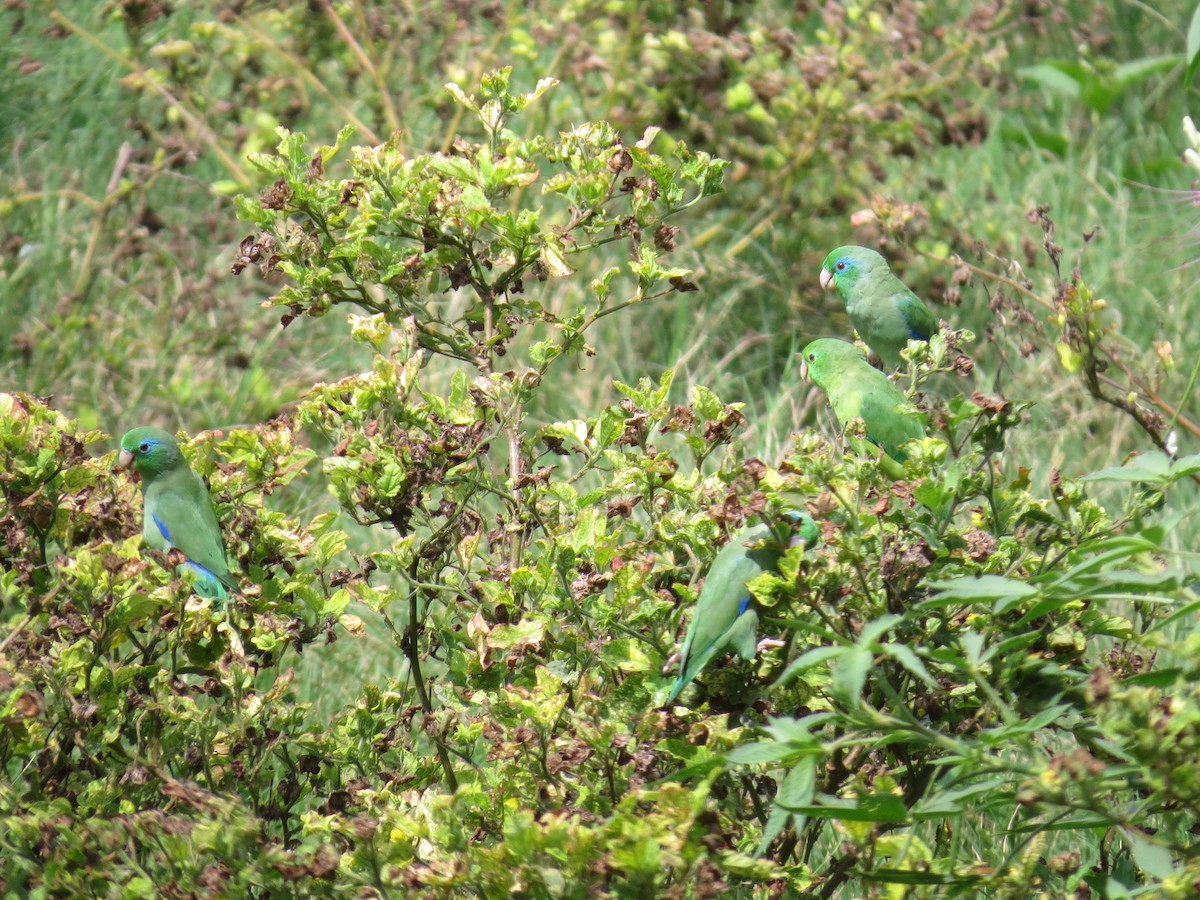 Spectacled Parrotlet - ML615044075