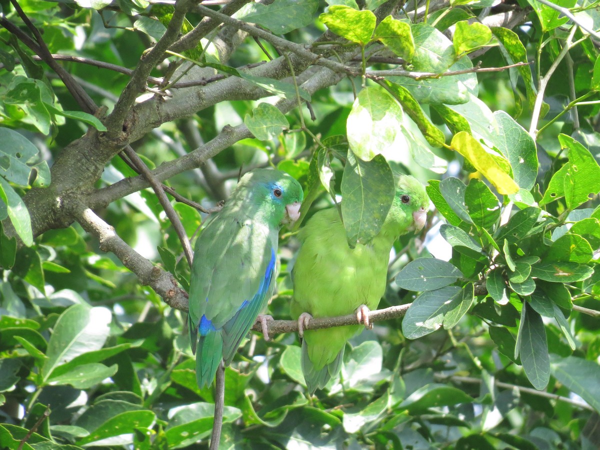 Spectacled Parrotlet - ML615044086