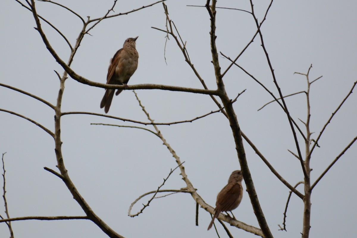 Pale-breasted Thrush - ML615044128