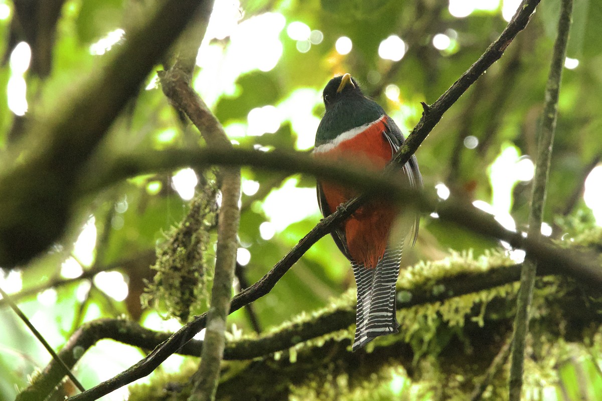 Collared Trogon - ML615044181