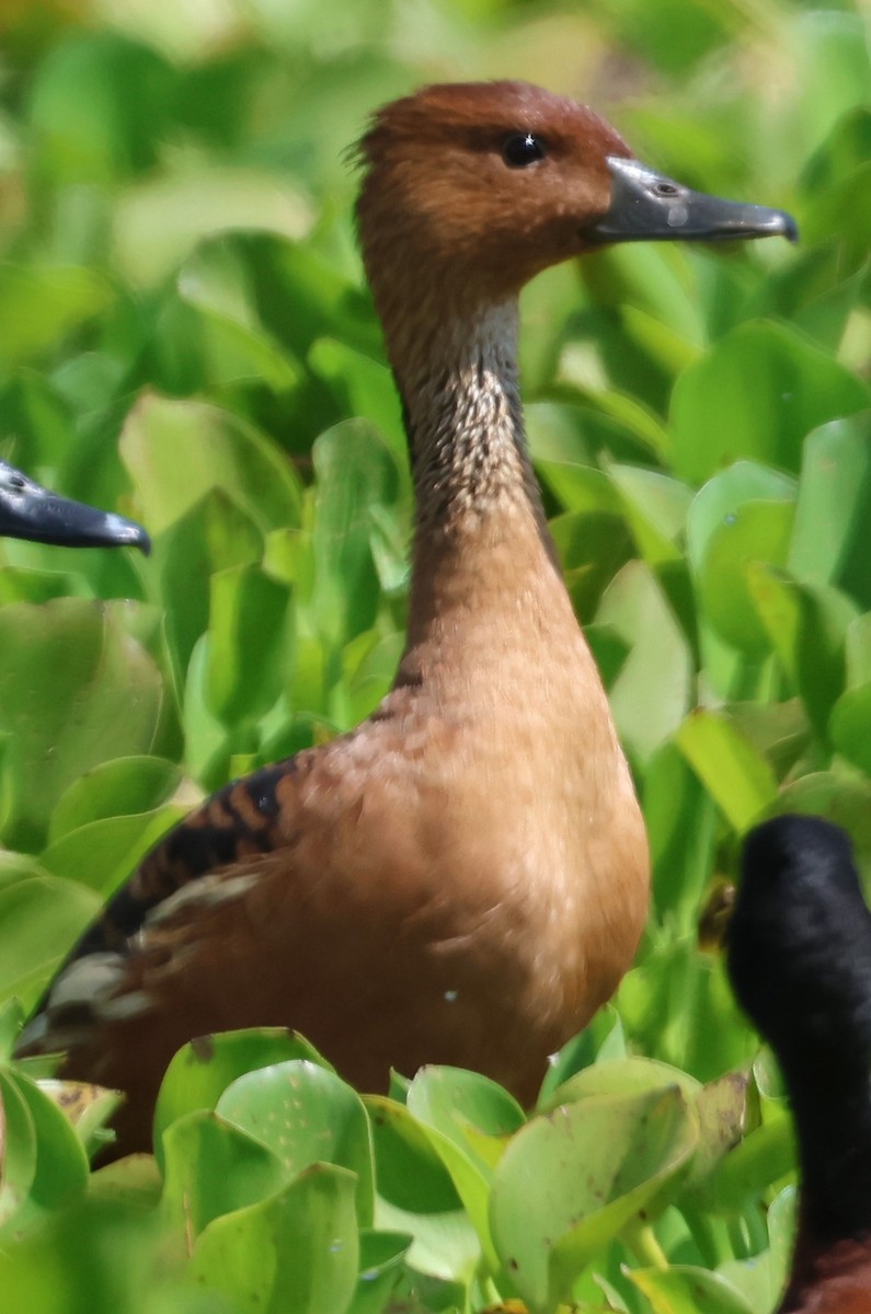 Fulvous Whistling-Duck - ML615044198