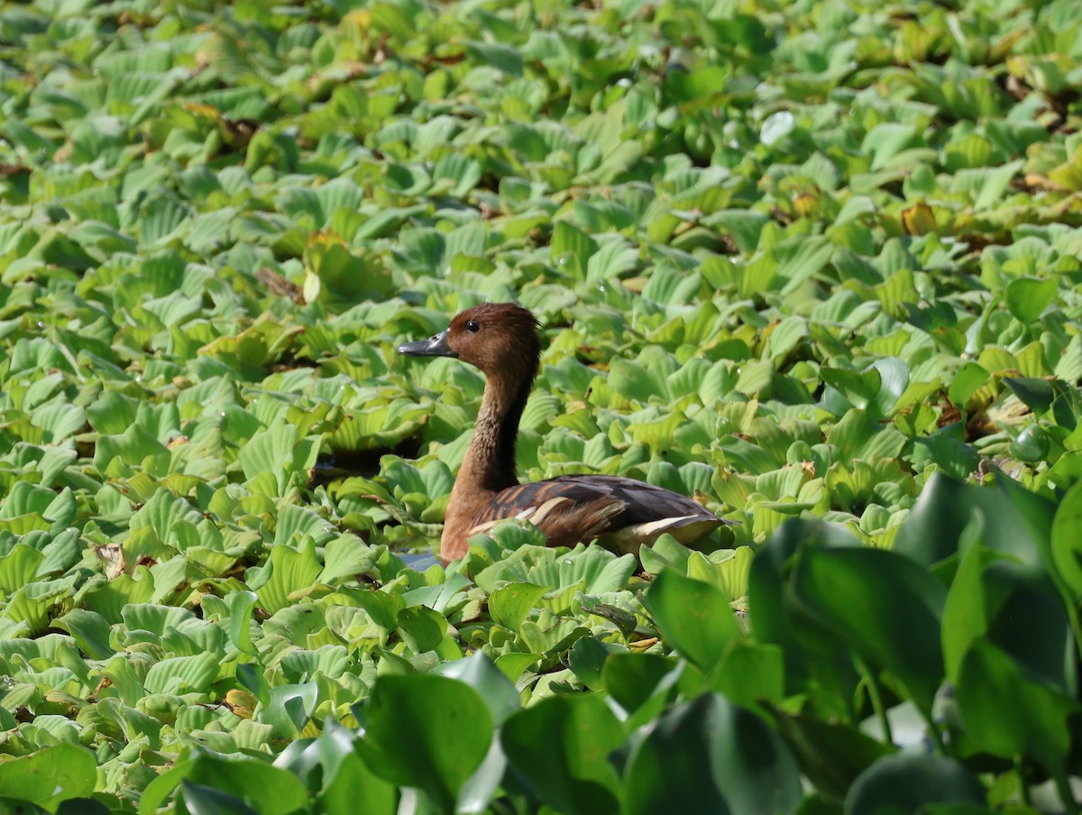 Fulvous Whistling-Duck - ML615044199