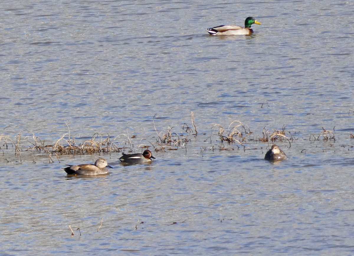 Green-winged Teal - Francisco Javier Calvo lesmes