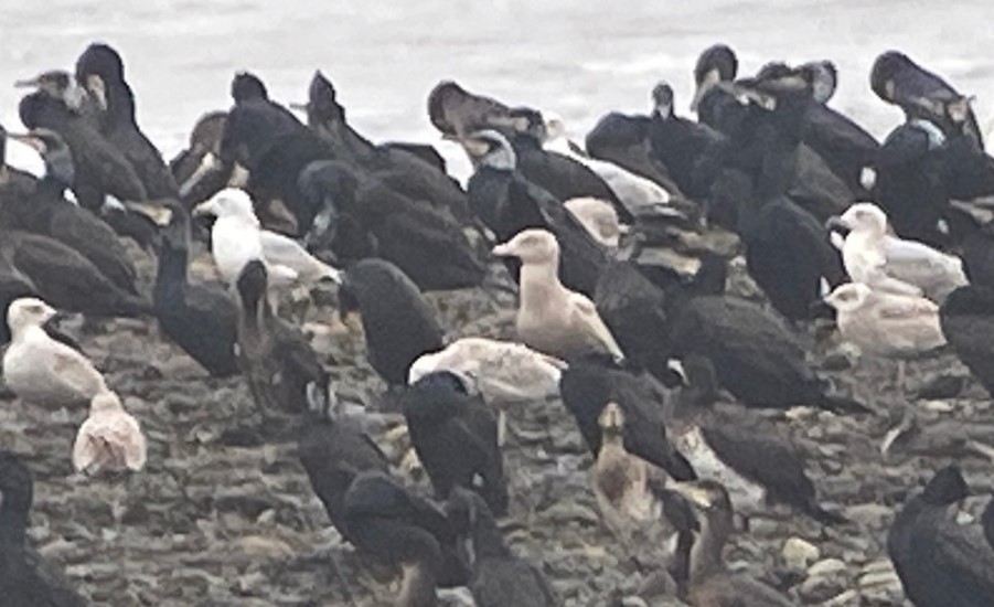 Glaucous Gull - Andrew Chick