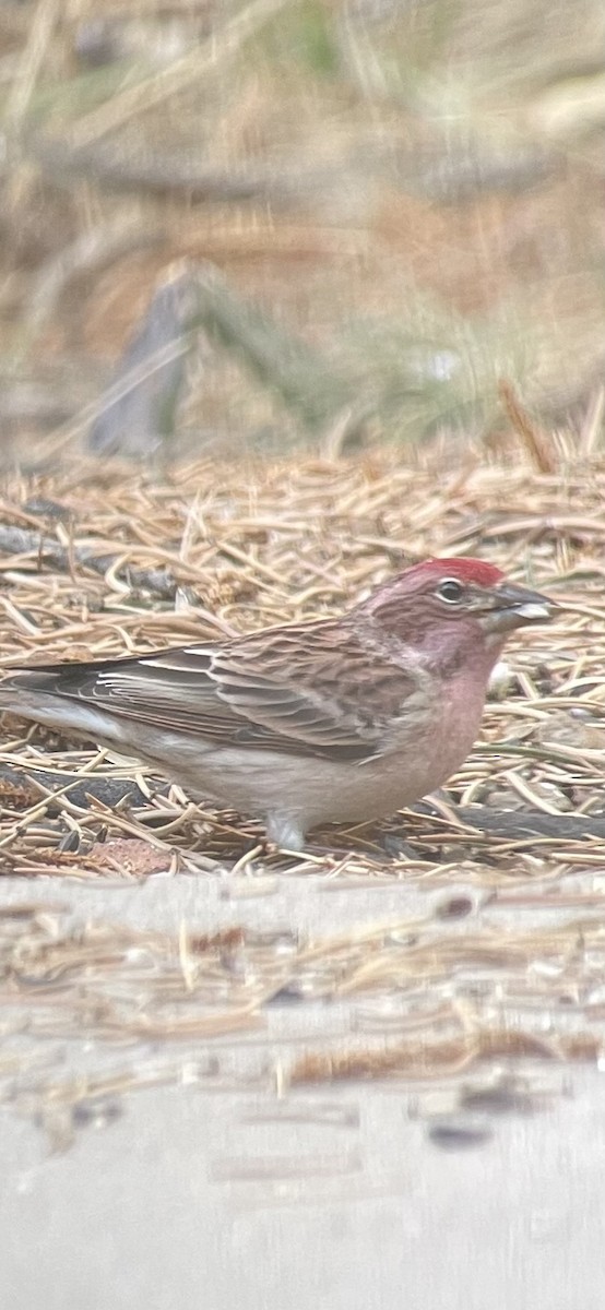 Cassin's Finch - ML615044299