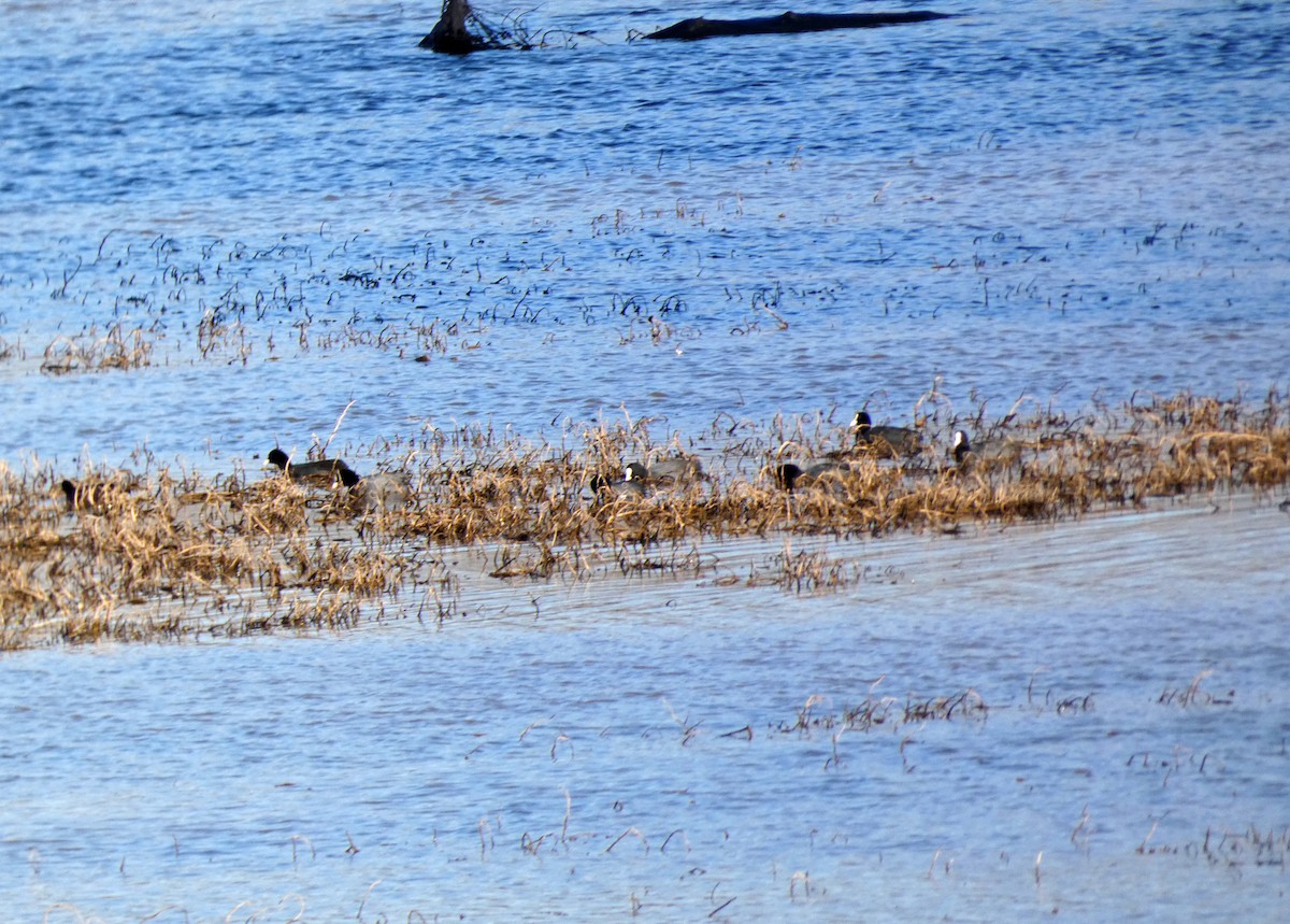 Eurasian Coot - ML615044325