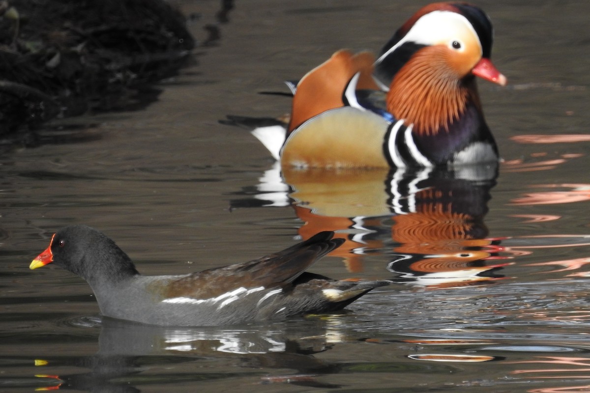 Eurasian Moorhen - ML615044350