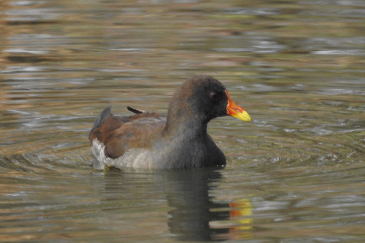 Eurasian Moorhen - ML615044363