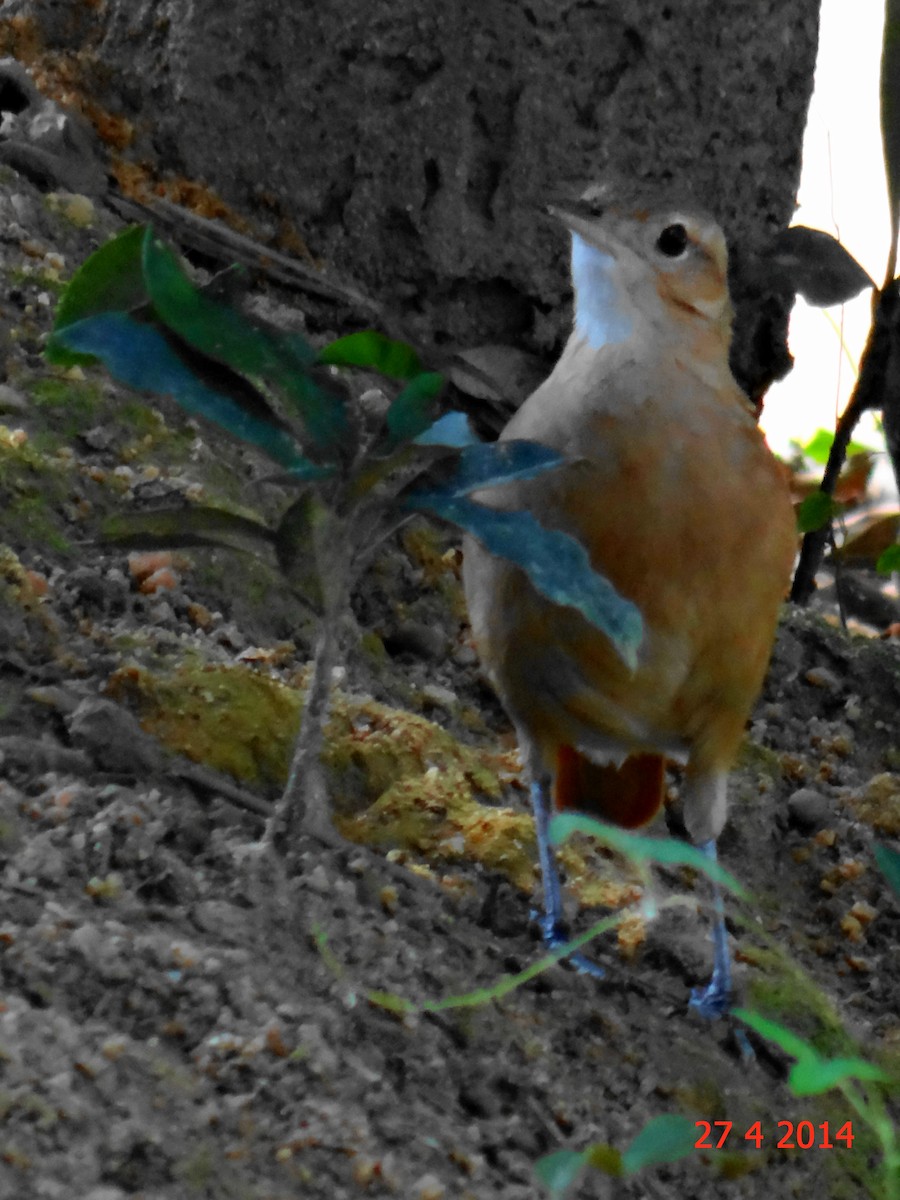 Rufous Hornero - Gabriel Bonfa