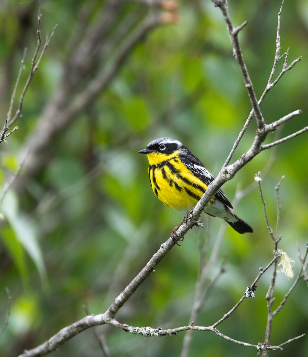 Magnolia Warbler - ML615044366