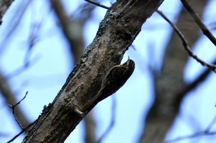 Sichuan Treecreeper - ML615044402