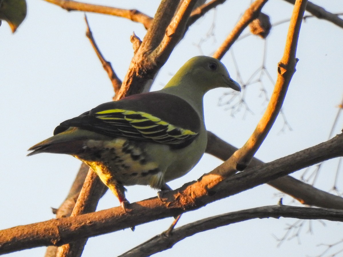 Gray-fronted Green-Pigeon - ML615044409